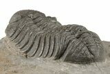 Detailed Morocops Trilobite Fossil - Morocco #204240-4